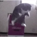 SCjump1
