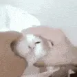 SCnomcat