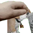 patdef patdef