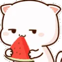 AMcatwatermelonnom