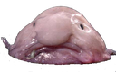 blob_fish Discord emoji