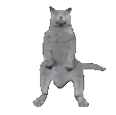 Dancingcat DancingCat Discord Emoji