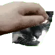 petthebatman petthebatman
