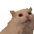 Catfast Discord Emoji