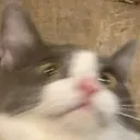 say_wut