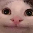 Cat Stare catstare Discord Emoji