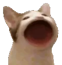 GIFCatPopHyper GIFCatPopHyper
