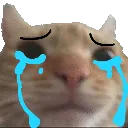 catsad