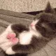 angelCCstretchcat