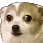 dog dog