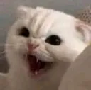 z_meow