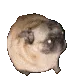 Pugpug