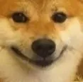 dogesmirk