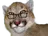 :cassi: cassi
