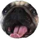 TheDog
