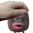 PETTHEMONKE