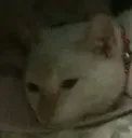 ASmushTired
