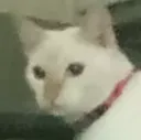 ASmushStare ASmushStare