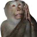 MonkePray