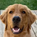 agoodboi