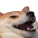 hehdoggo
