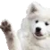 wavedoggoanimated
