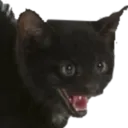 CatGoBrr CatGoBrr