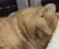 cat10_SC cat10_SC