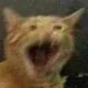 AngryCat