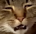 cattired Discord emoji