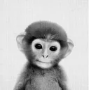 wholesomemonkey wholesomemonkey