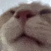 catdrinks
