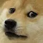 m2_doge