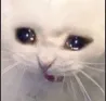 sadcat
