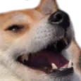 dogkek