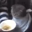 HGcatsoup HGcatsoup
