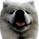 777vkdog
