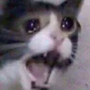 screech_sadcat