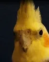 elvis