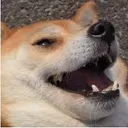 Dogelaugh dogelaugh Discord Emoji