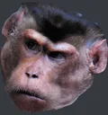 Monke
