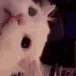 CatEvilL