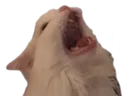 screm
