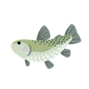 trout