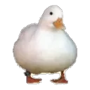 duckspin