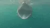 Shark_Pog