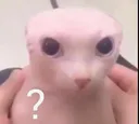 catowo