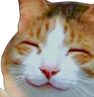 catgood Discord emoji