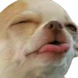 doggasm