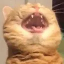 kitten_laugh kitten_laugh